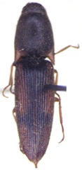 Conoderus rodriguezi