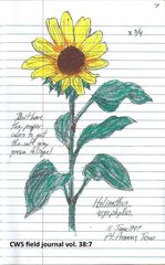 Helianthus argophyllus