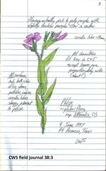Phlox drummondii tharpii