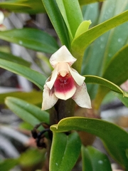 Maxillaria arbuscula