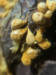 Arcyria versicolor