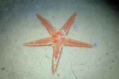 Astropecten aranciacus
