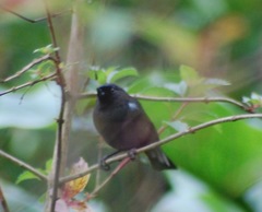 Diglossa lafresnayii