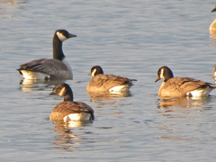 Branta hutchinsii hutchinsii