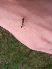 Odontomachus chelifer