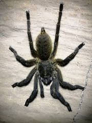Harpactira gigas