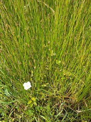 Epilobium insulare