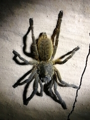 Harpactira gigas
