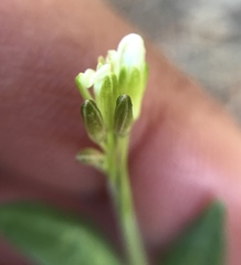 Turritis glabra