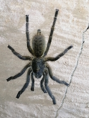 Harpactira gigas