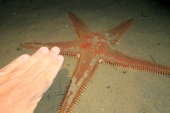 Astropecten aranciacus