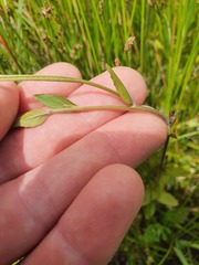 Epilobium insulare