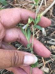 Turritis glabra