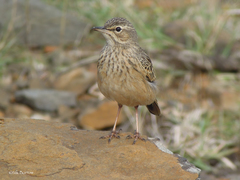 Anthus similis