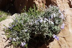 Teucrium malenconianum