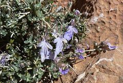 Teucrium malenconianum