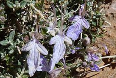 Teucrium malenconianum