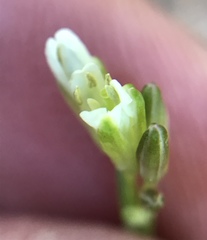 Turritis glabra