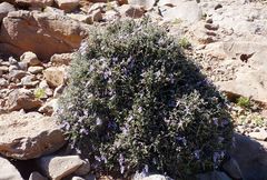 Teucrium malenconianum