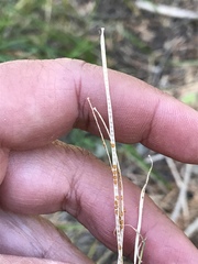 Turritis glabra