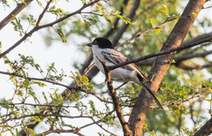 Dryoscopus gambensis