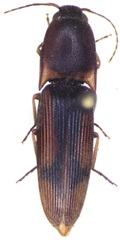 Conoderus rodriguezi
