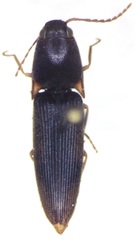 Conoderus rodriguezi