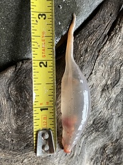 Paracaudina chilensis