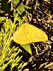 Phoebis agarithe fisheri