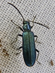 Ischnomera cyanea