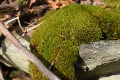 Dicranum flagellare