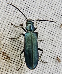 Ischnomera cyanea