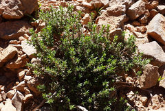 Thymus saturejoides