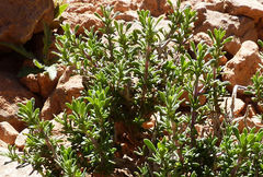 Thymus saturejoides