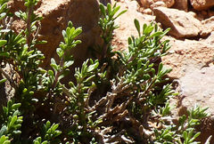 Thymus saturejoides