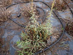 Solidago lepida salebrosa