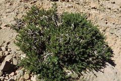 Thymus saturejoides
