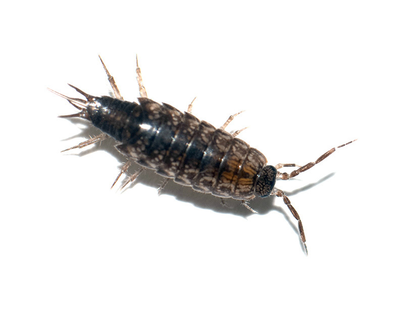 Chaetophiloscia hastata