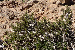 Thymus saturejoides