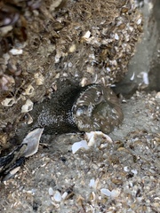 Bunodosoma cavernatum