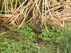 Rallus tenuirostris