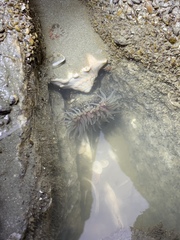 Bunodosoma cavernatum