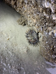 Bunodosoma cavernatum