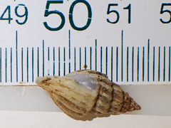 Propebela