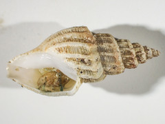 Propebela