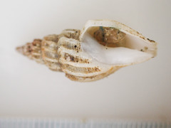 Propebela