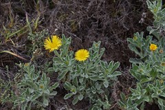 Pulicaria canariensis