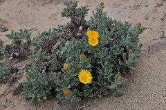 Pulicaria canariensis