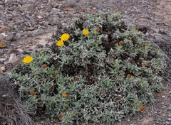 Pulicaria canariensis