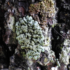 Hypogymnia farinacea